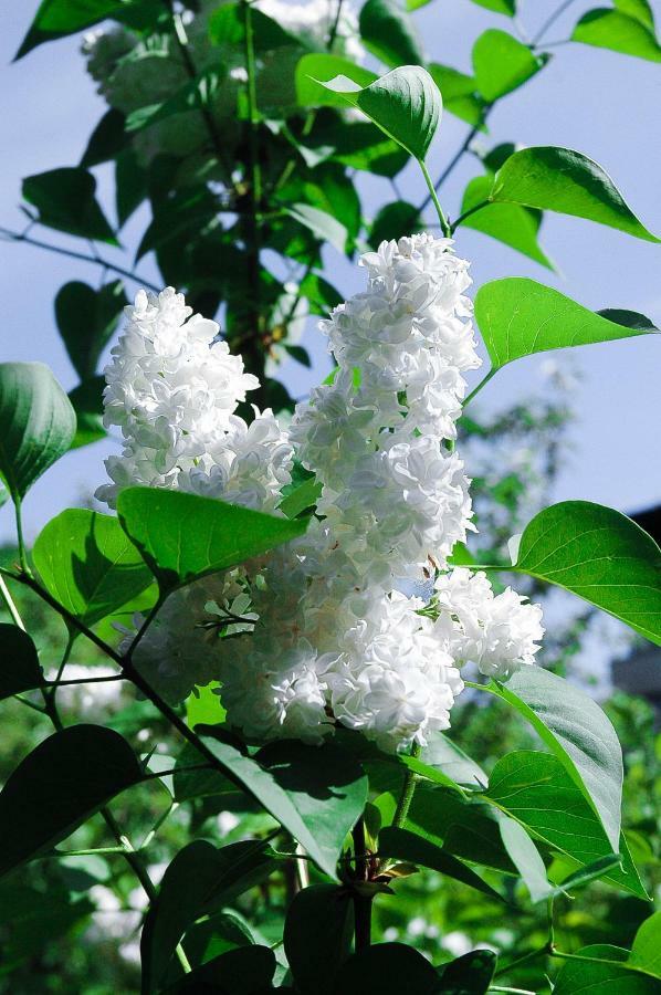 Sopocki Dworek โซพอต ภายนอก รูปภาพ